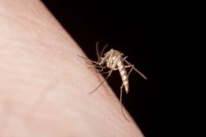 The reason Google plans to introduce 32 million mosquitoes in California