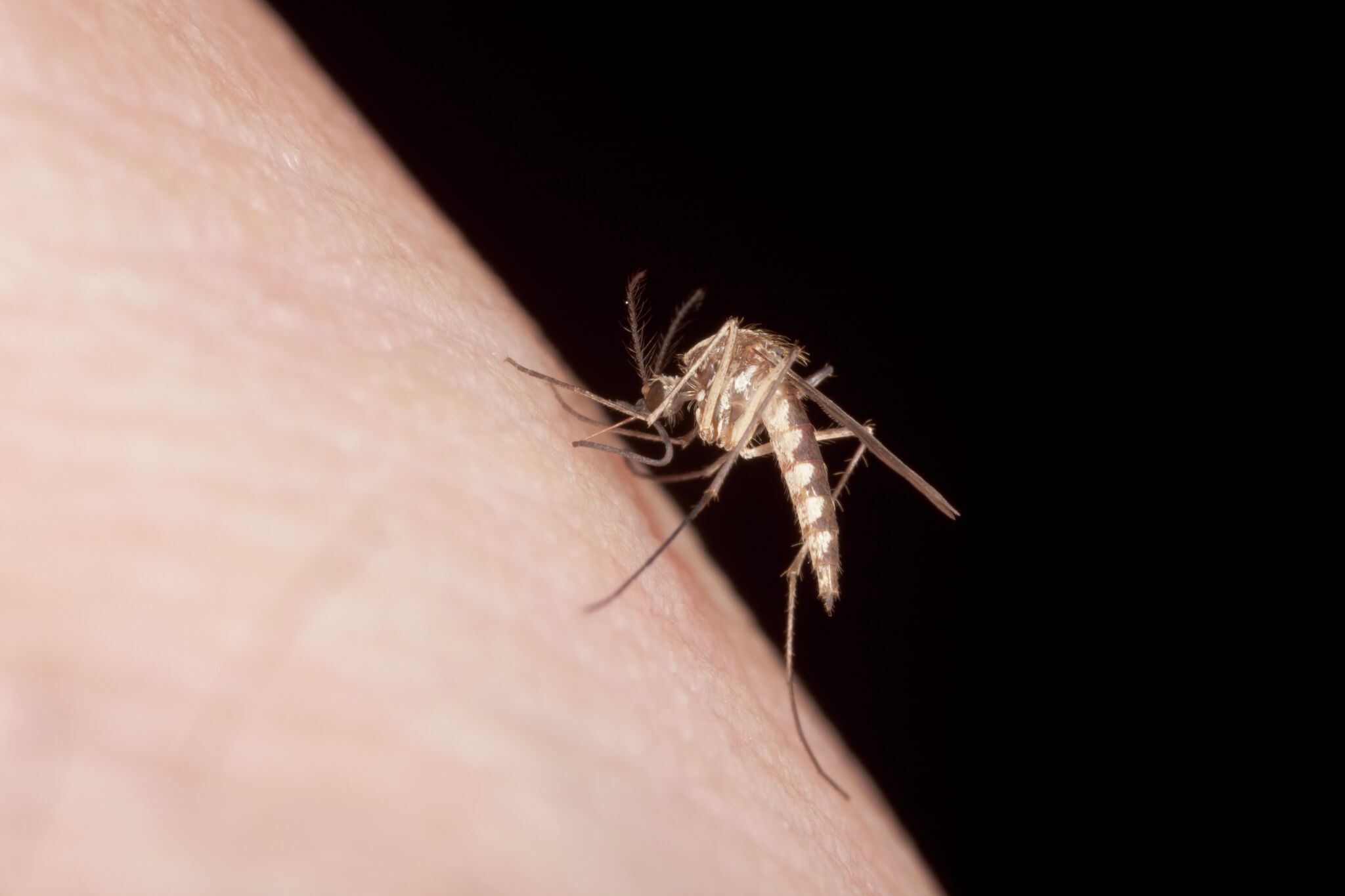 The reason Google plans to introduce 32 million mosquitoes in California