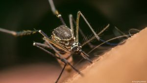 The reason behind Google's plan to release millions of mosquitoes in the US