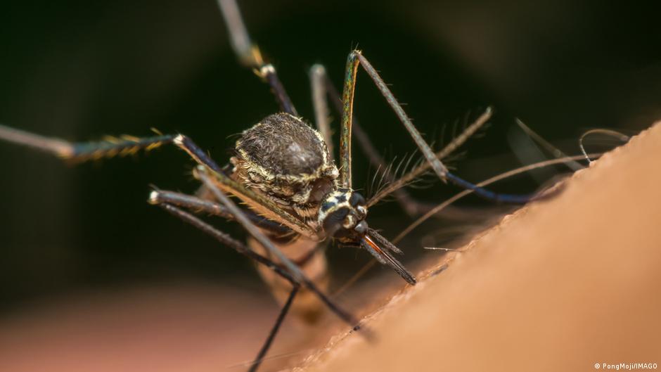 The reason behind Google's plan to release millions of mosquitoes in the US