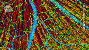 Therapy that rejuvenates cells administered to an individual for the first time in the world