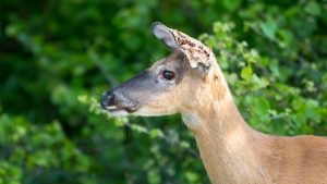 Tick season is becoming more severe. Could managing deer make a difference?