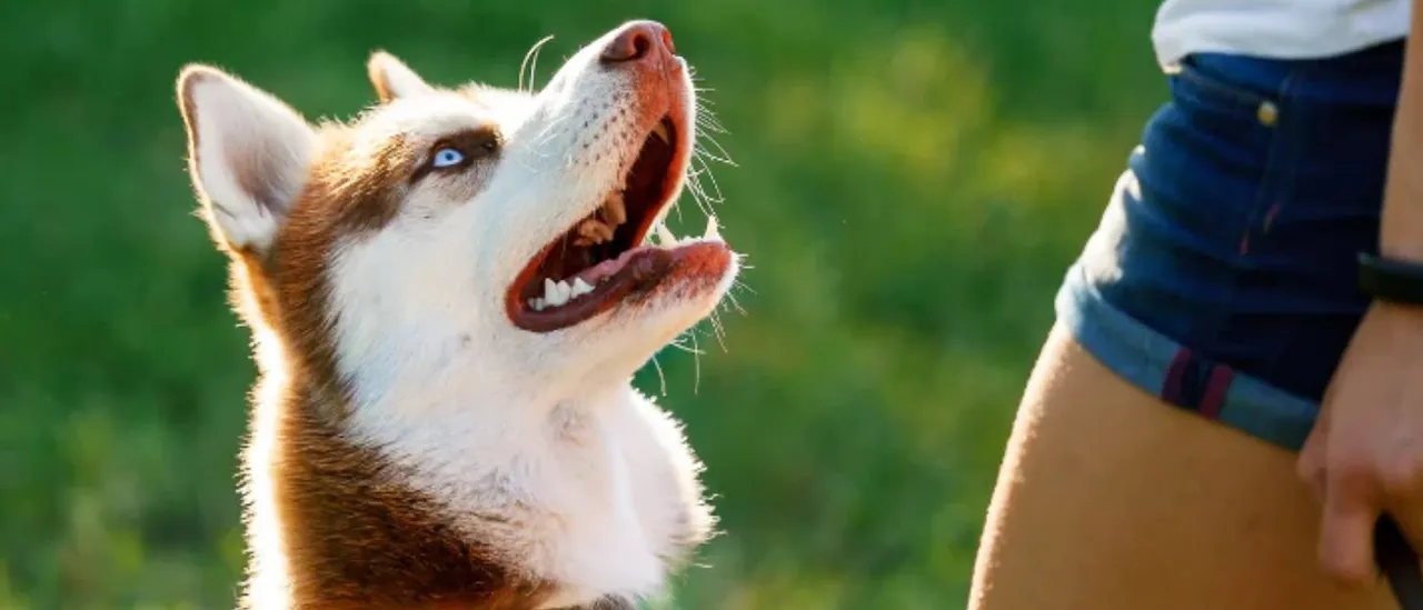 Top High-Protein Dog Treats and the Importance of Protein Source
