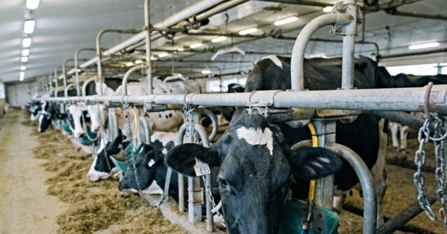 Trump's Agencies Allow H-2A Immigrants in the Dairy Sector