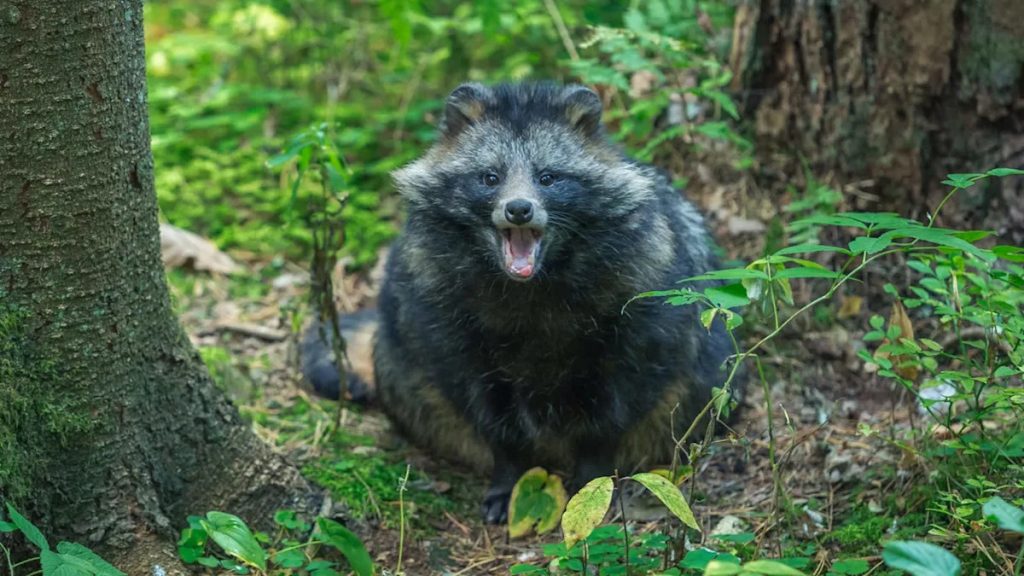 Two raccoon attacks in broad daylight prompt New Jersey town to consider rabies bait.
