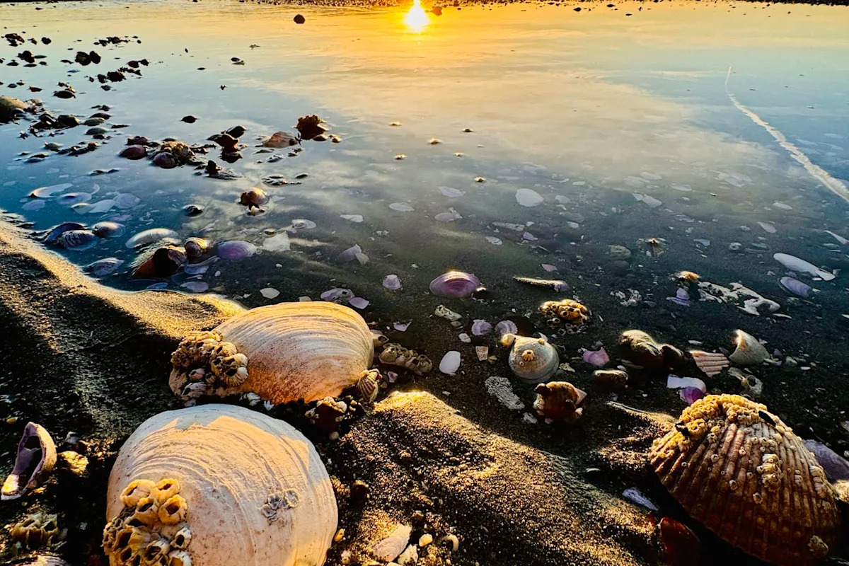 Uncommon contagious cancer is spreading among Puget Sound clams after appearing on the East Coast.