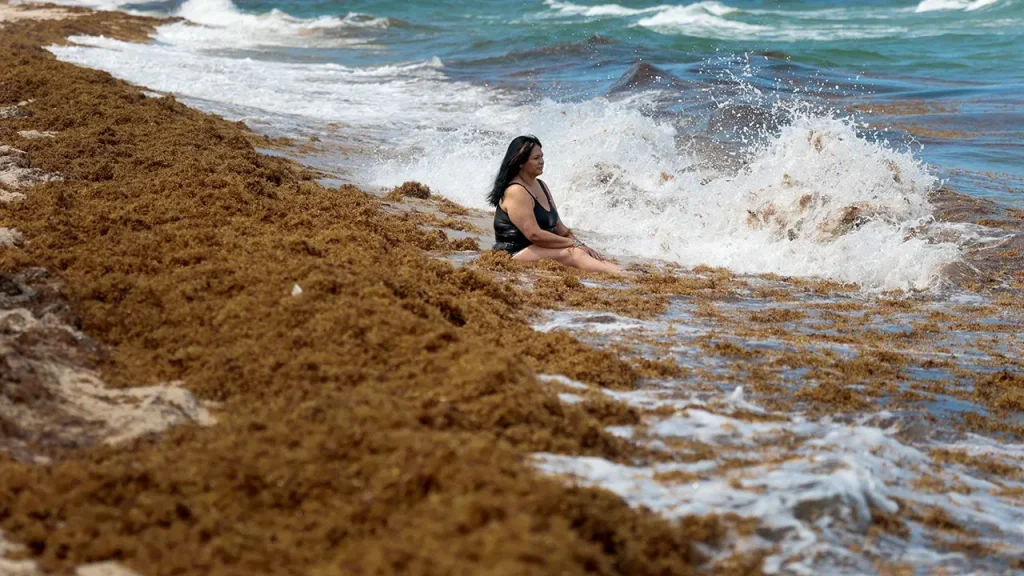 Unprecedented seaweed invasion hits South Florida beaches