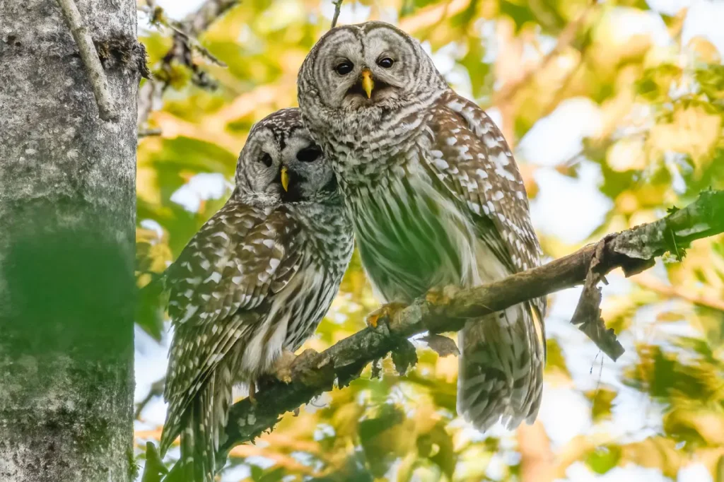 Why thousands of cute owls are set to be harshly killed on the West Coast