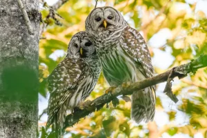 Why thousands of cute owls are set to be harshly killed on the West Coast