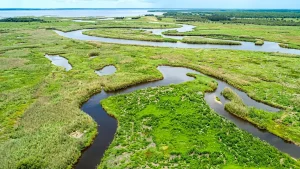 Woman loses life in deadly alligator encounter on Econlockhatchee River