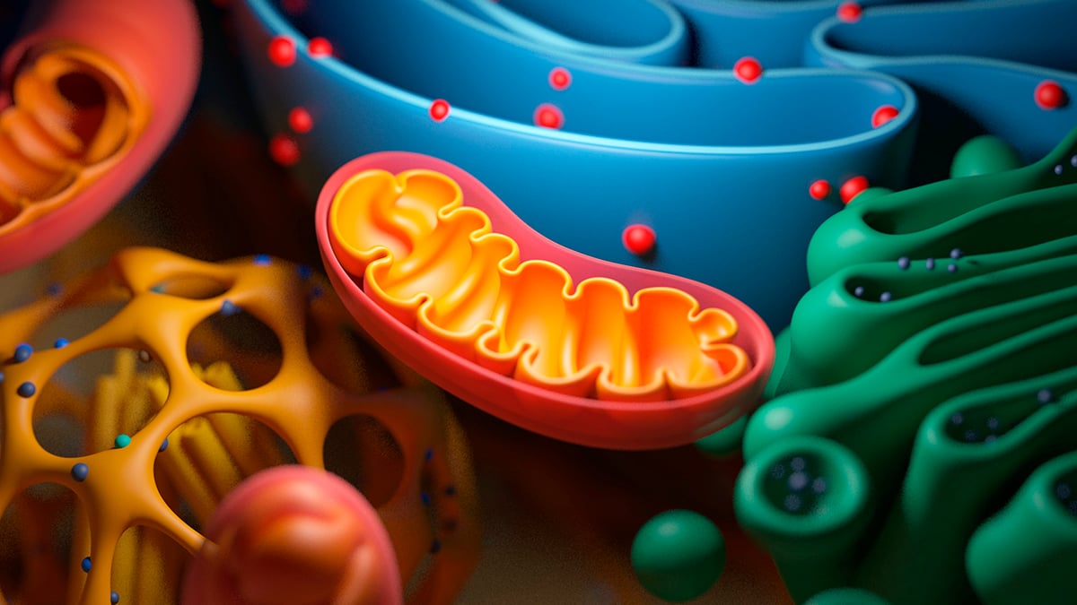 Your Body's Cells Deteriorate Over Time, But There Might Be a Method to Undo It