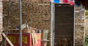 Yulin Dog Meat Festival Starts with Low Sales but Thousands of Dogs Are Slaughtered