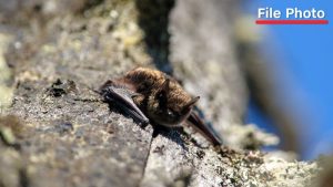 11-year-old Canadian boy died from rabies after waking to find a bat on his face
