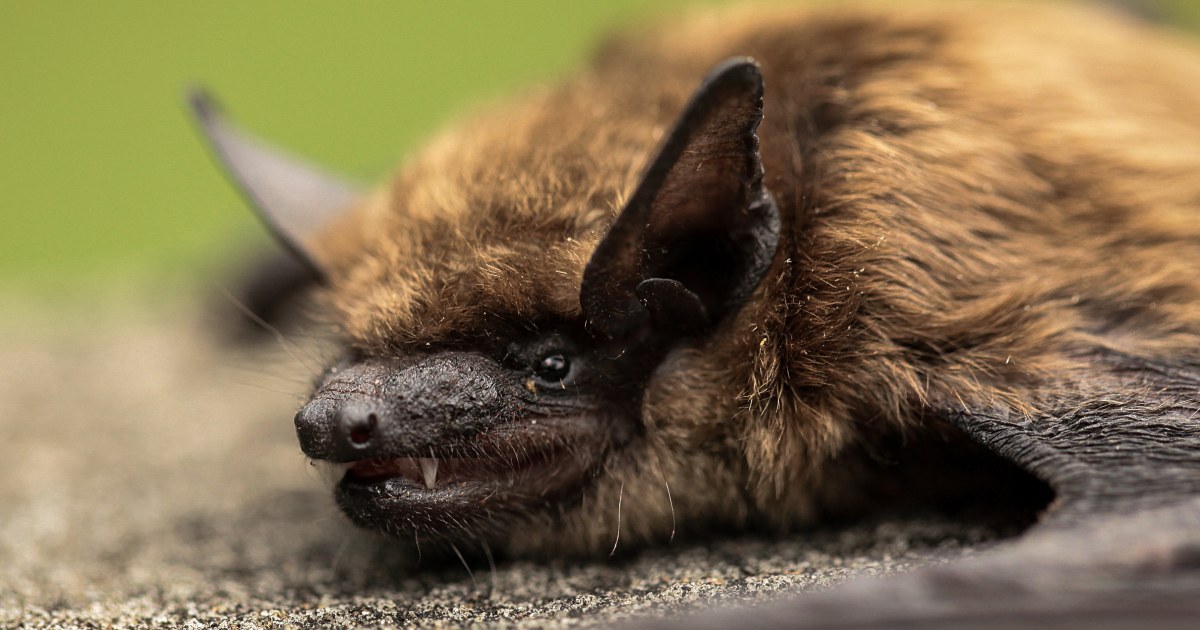 11-year-old boy dies from rabies in Canada after discovering a bat on his face during the night