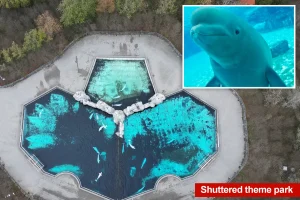 30 beluga whales to be relocated from a Canadian park