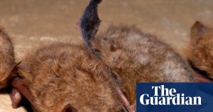 Boy in Canada dies from rabies after discovering a bat on his face