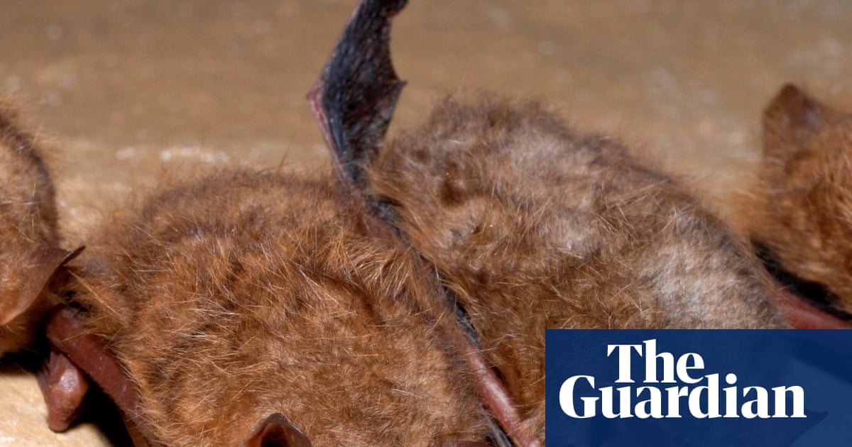 Boy in Canada dies from rabies after discovering a bat on his face