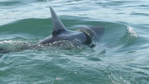 Cape Cod and Outer Banks are some of the best shark locations on the East Coast this summer.