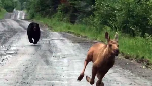 Couple takes truck to save moose calf from aggressive bear
