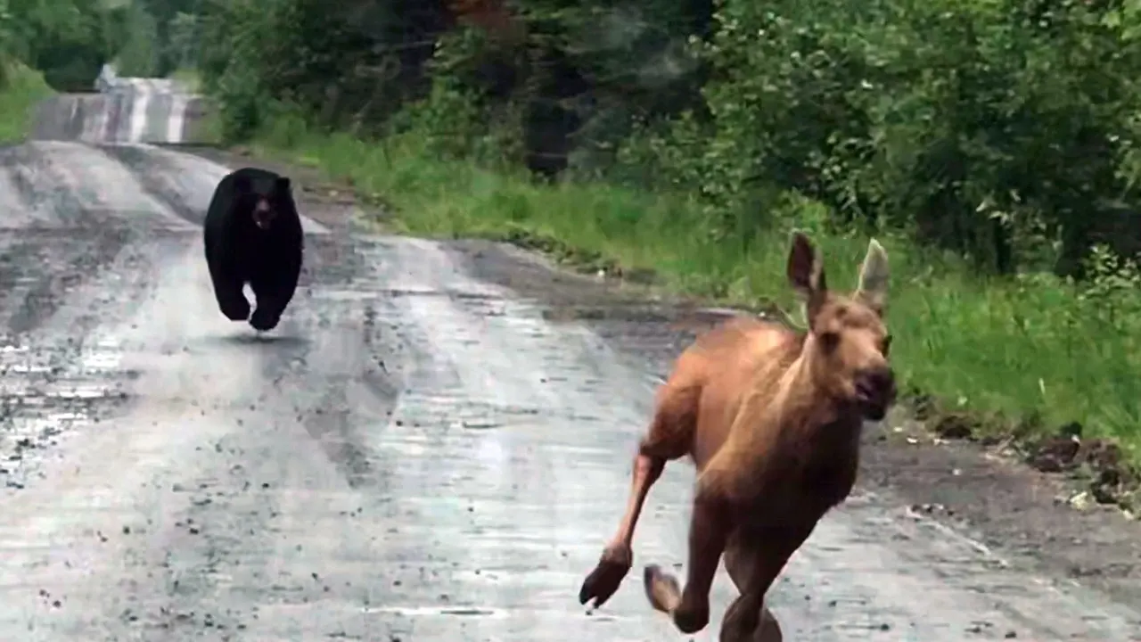 Couple takes truck to save moose calf from aggressive bear