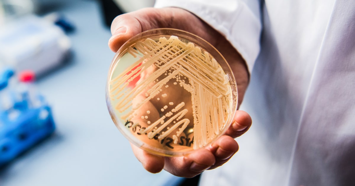 Drug-resistant fungus Candida auris continues to increase in the U.S.