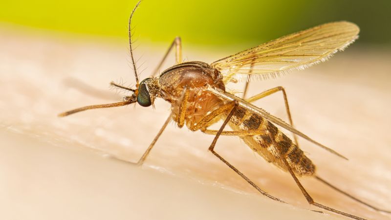 Early and severe West Nile season might indicate a challenging year for the mosquito-borne disease, according to the CDC.