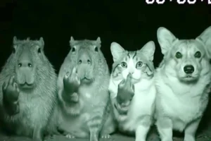 Edited image of a mountain lion raises concern in Sacramento community