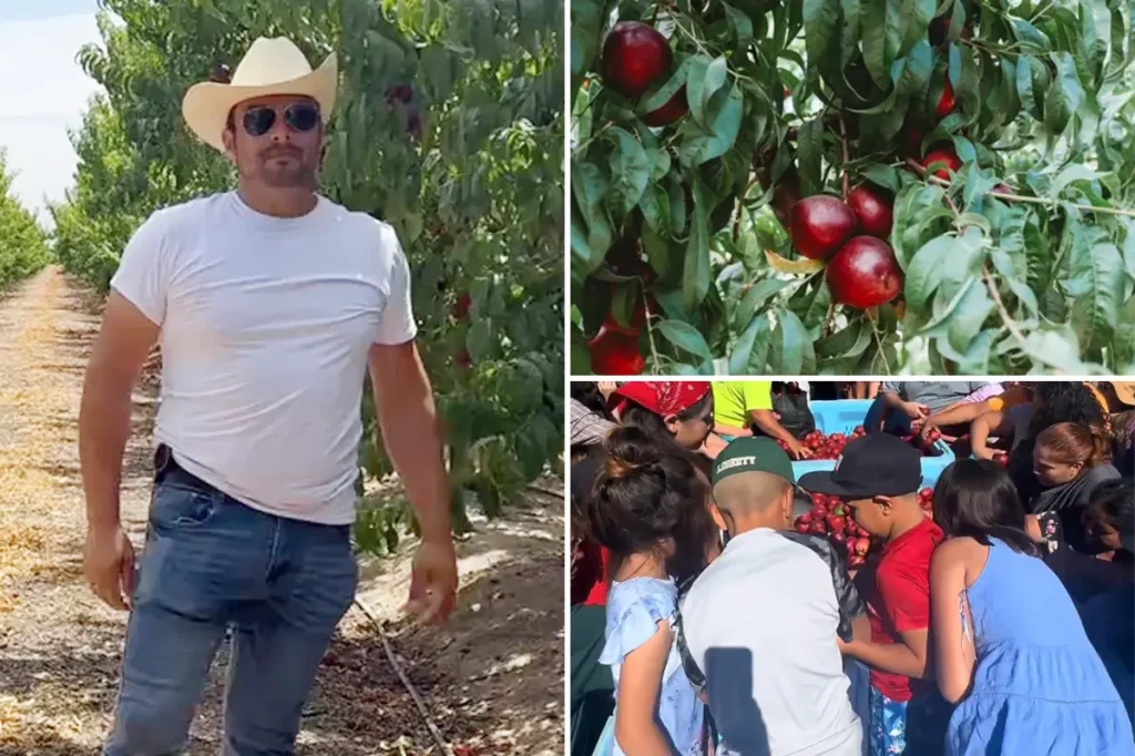 Farmer in Central Valley donates thousands of free nectarines during legal dispute