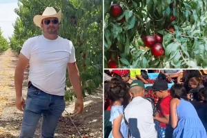 Farmer in Central Valley donates thousands of free nectarines during legal dispute