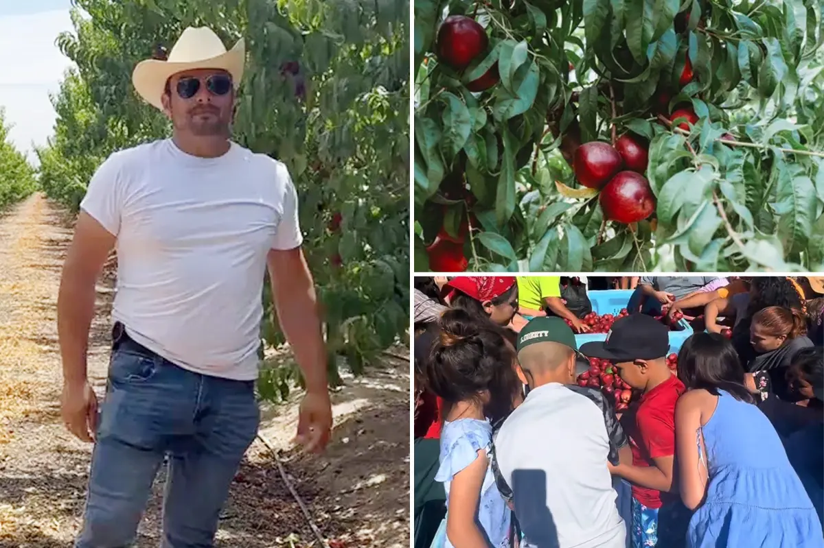 Farmer in Central Valley donates thousands of free nectarines during legal dispute
