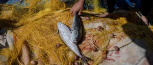 Greece Searches for Harmful Wood-Eating Fish Invading the Mediterranean Sea