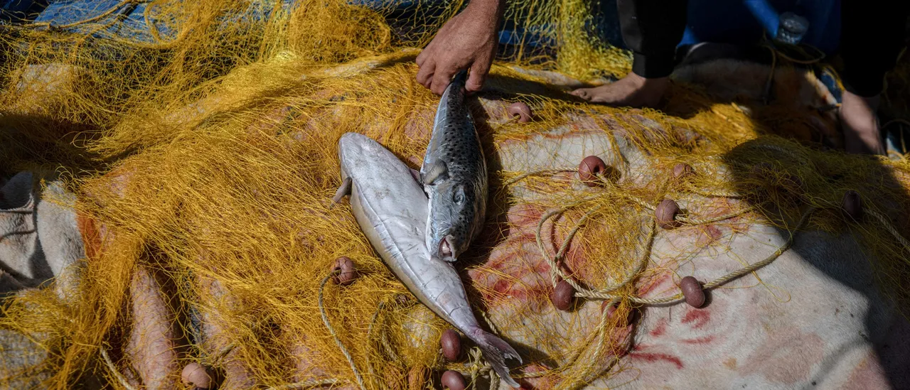 Greece Searches for Harmful Wood-Eating Fish Invading the Mediterranean Sea