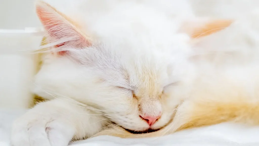 How a pet charity assisted a Dayton family in locating their lost cat