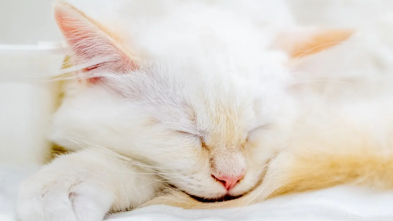 How a pet charity assisted a Dayton family in locating their lost cat