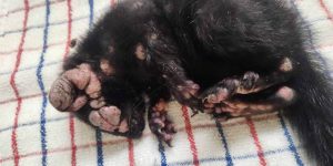 Ill squirrels with warts seen in yards throughout the US