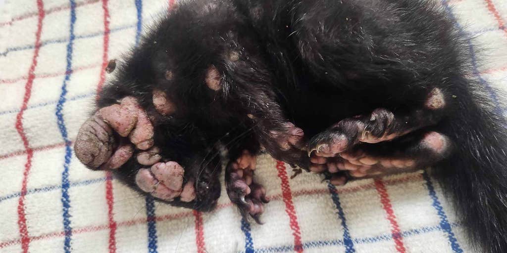Ill squirrels with warts seen in yards throughout the US