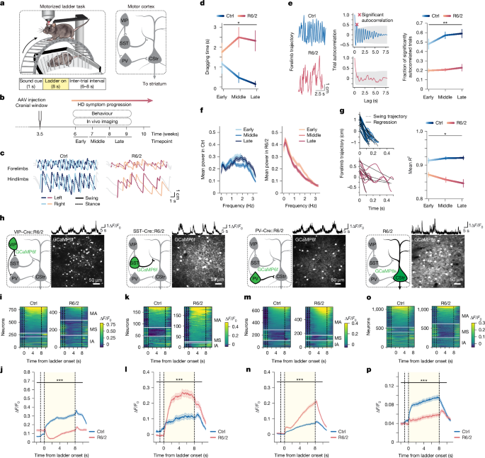 Improving cortical disinhibition enhances symptoms of Huntington's disease