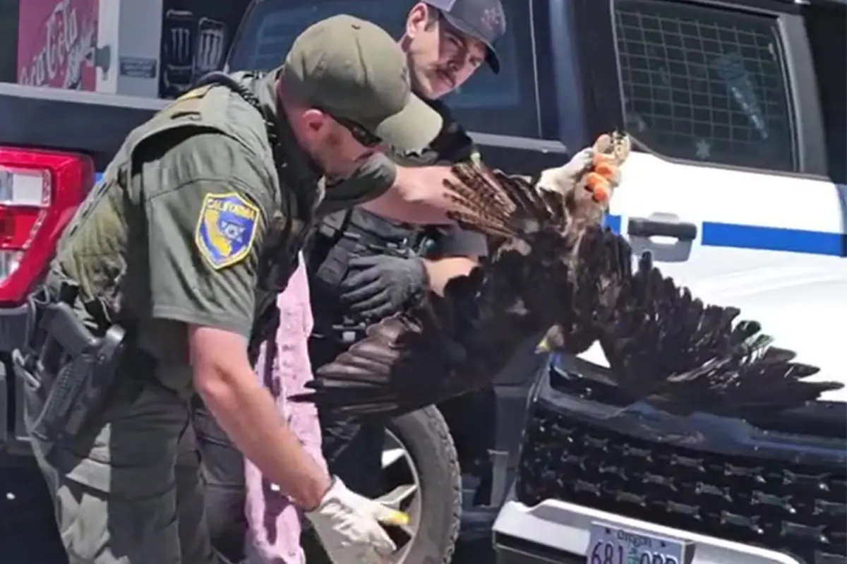 Large hawk survives 200-mile journey lodged in car's grille in Northern California