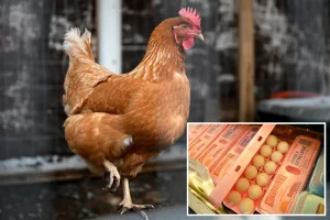 Major egg producers raised prices unnecessarily while Americans faced difficulties in buying groceries, must now pay $3.3 million.