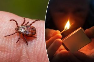 Methods for removing ticks: what is effective and what to avoid