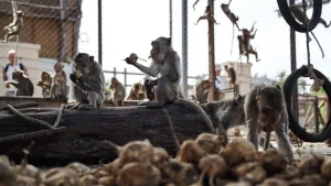 Monkeys in Lopburi break free from their enclosure in Thailand as officials recapture 99 of them.