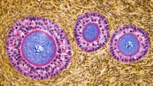 Ovaries Seem to Take on an Amazing New Function After Menopause