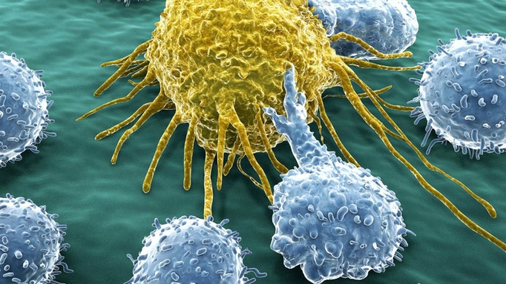 Researchers Have Discovered a Never-Ending Supply of Cells That Fight Cancer.