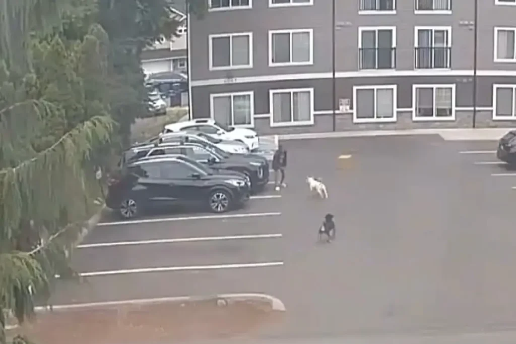 Terrifying encounter as a pregnant woman faces a dog attack, leading doctors to induce labor.