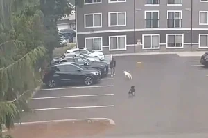 Terrifying encounter as a pregnant woman faces a dog attack, leading doctors to induce labor.