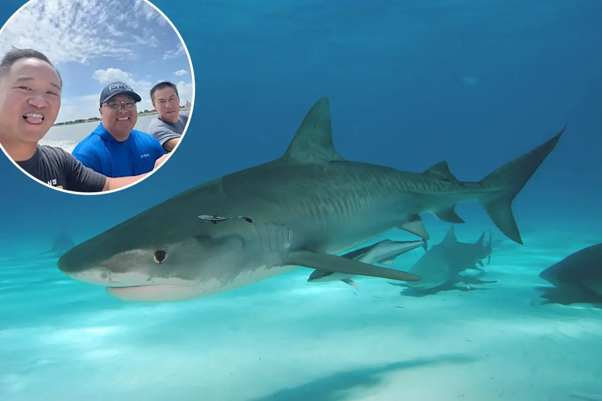 The story of how three friends endured a shipwreck and a shark attack