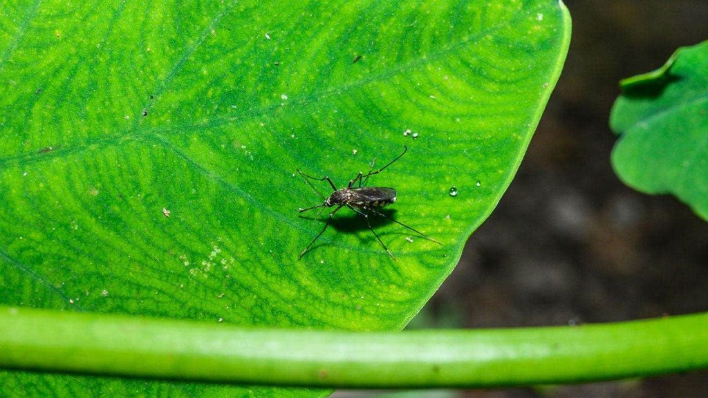 West Nile virus found in Nashville mosquitoes for the first time in 2026