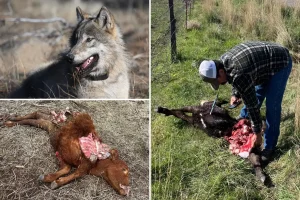 Wolves threaten California ranchers who are struggling to protect their livestock from predators