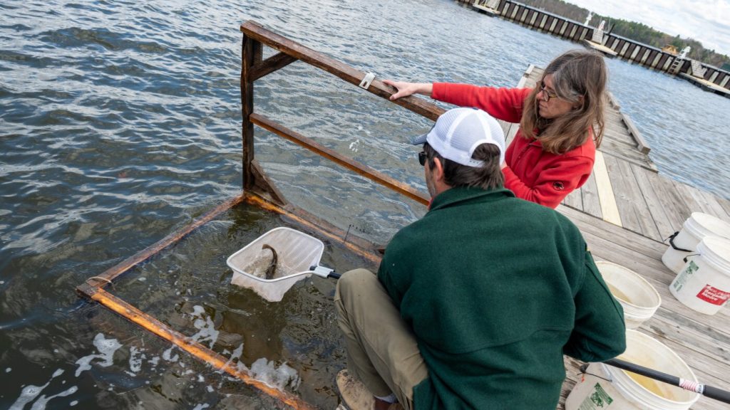 A peculiar contagious cancer is spreading among the catfish in this lake.