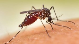 Affluent US communities funded mosquito spraying: By 2023, the bugs developed resistance in 84% of tested areas and revealed their new abilities.